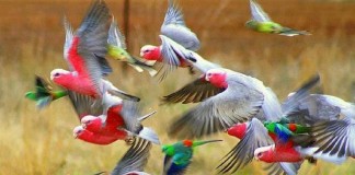 Decisão poética: Índia proibe encarceramento de pássaros