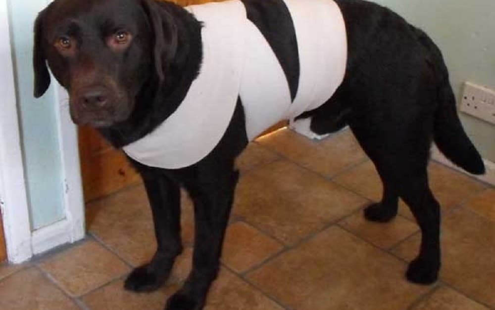 a6026d97db0c19ba76f2c5c141efd324