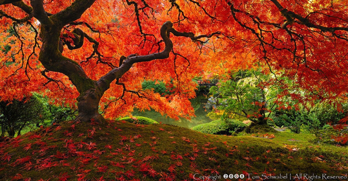 portalraizes.com - As 16 árvores mais magníficas do mundo