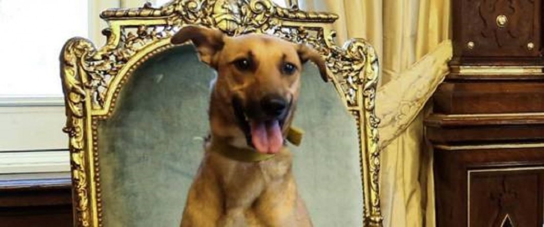 Macri publica foto do seu cachorro sentado na cadeira presidencial