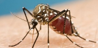 EUA registram primeiro caso de zika vírus
