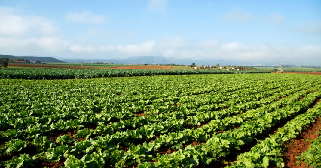 Estudo mostra que agricultura orgânica pode alimentar o mundo inteiro