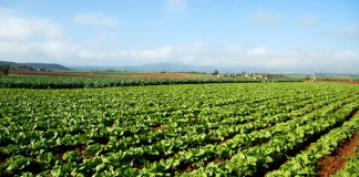 Estudo mostra que agricultura orgânica pode alimentar o mundo inteiro