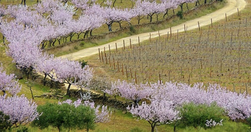 Amendoeiras em Flor: um espetáculo aos olhos e as vibrações