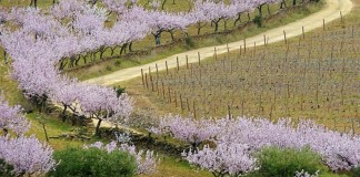 Amendoeiras em Flor: um espetáculo aos olhos e as vibrações