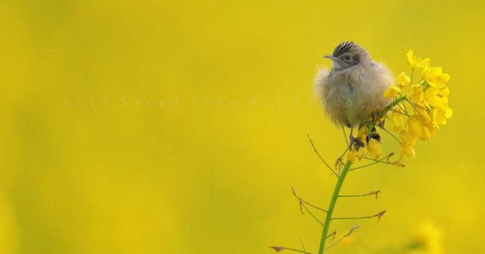 Atif Saeed Fine Art Photography