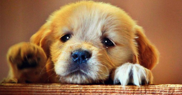 cachorrinho triste