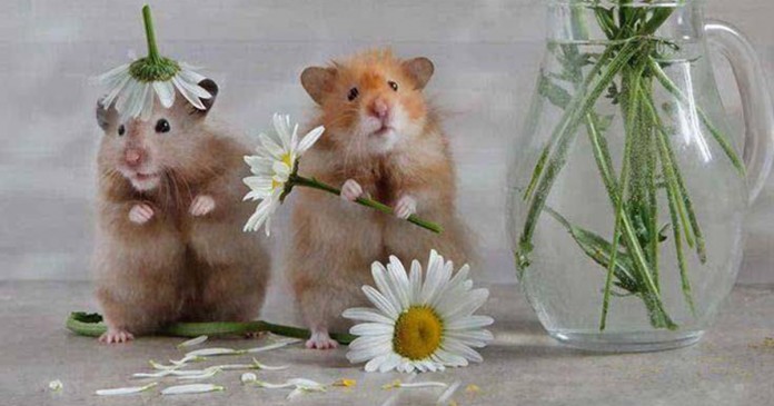 ratinhos