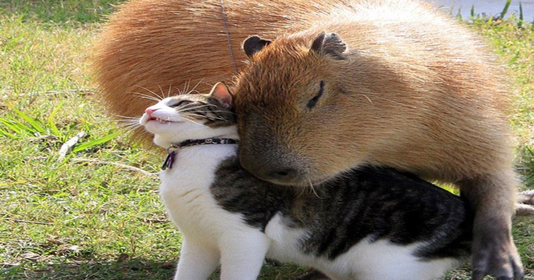 15 fotos que provam que a capivara é o animal mais fofo e simpático da natureza