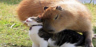 15 fotos que provam que a capivara é o animal mais fofo e simpático da natureza