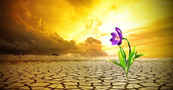 flor do deserto