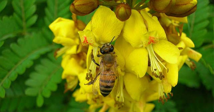 ayura-acacia