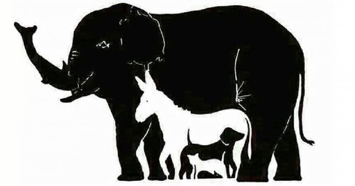 Animais Animais