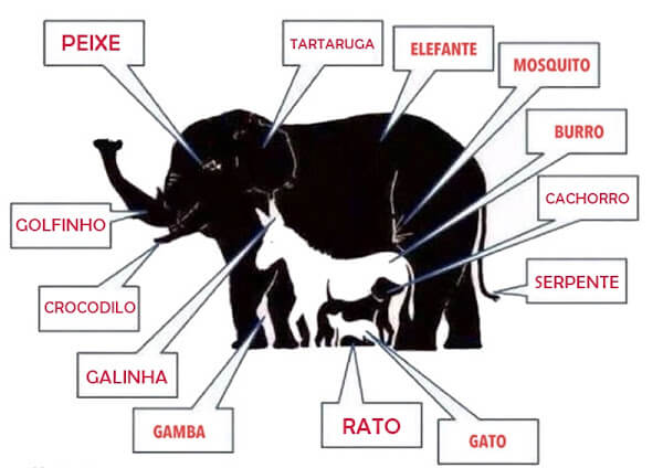 portalraizes.com - Só quem tem QI superior a 120 observa mais de 6 animais