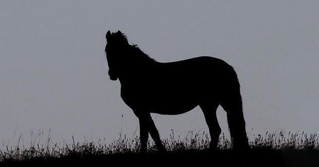 Para onde está olhando o cavalo? Responda e conheça tudo sobre você!