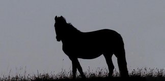 Para onde está olhando o cavalo? Responda e conheça tudo sobre você!