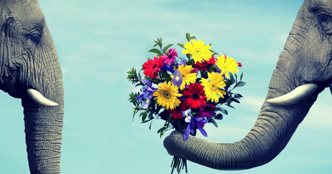 elefante rudes recebendo flores