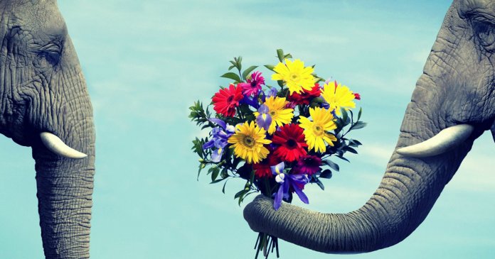 acalmar pessoas rudes elefante rudes recebendo flores