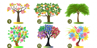 Escolha uma árvore e revelaremos seus traços de personalidade dominante