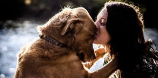 Segundo estudo, amor entre cachorro e dono é igual de mãe e filho
