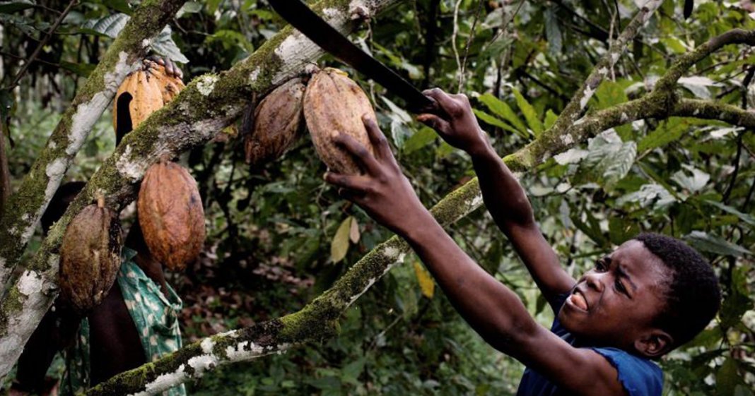 As 7 Marcas de Chocolate que Utilizam Trabalho Escravo Infantil