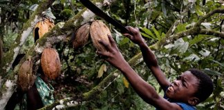 As 7 Marcas de Chocolate que Utilizam Trabalho Escravo Infantil