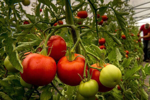 portalraizes.com - Este aspecto tinham as frutas e verduras antes de serem domesticadas