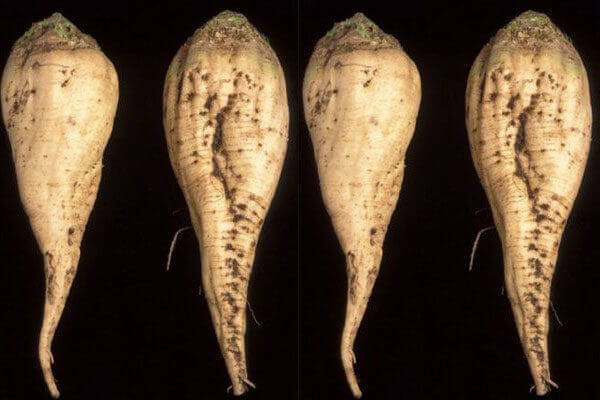 portalraizes.com - Este aspecto tinham as frutas e verduras antes de serem domesticadas