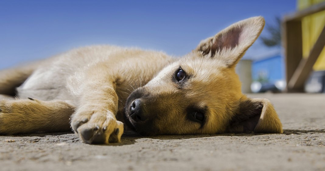 A morte de um animal de estimação dói igual à de um familiar