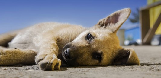 A morte de um animal de estimação dói igual à de um familiar