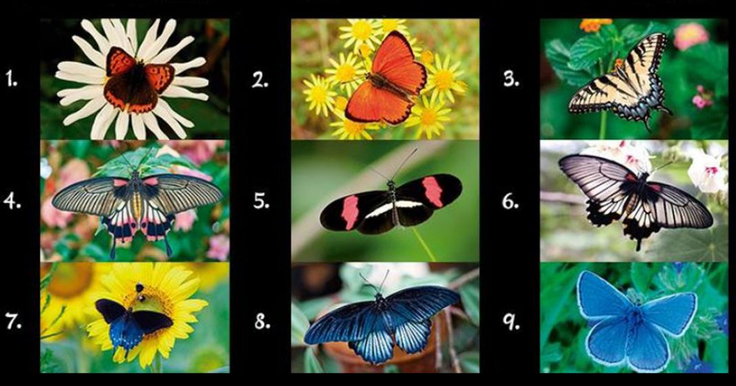 Escolha uma borboleta e descubra quais pensamentos dominam seu subconsciente