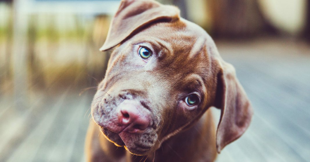 “O cachorro escuta tudo”, inclusive a sua lágrima antes de cair