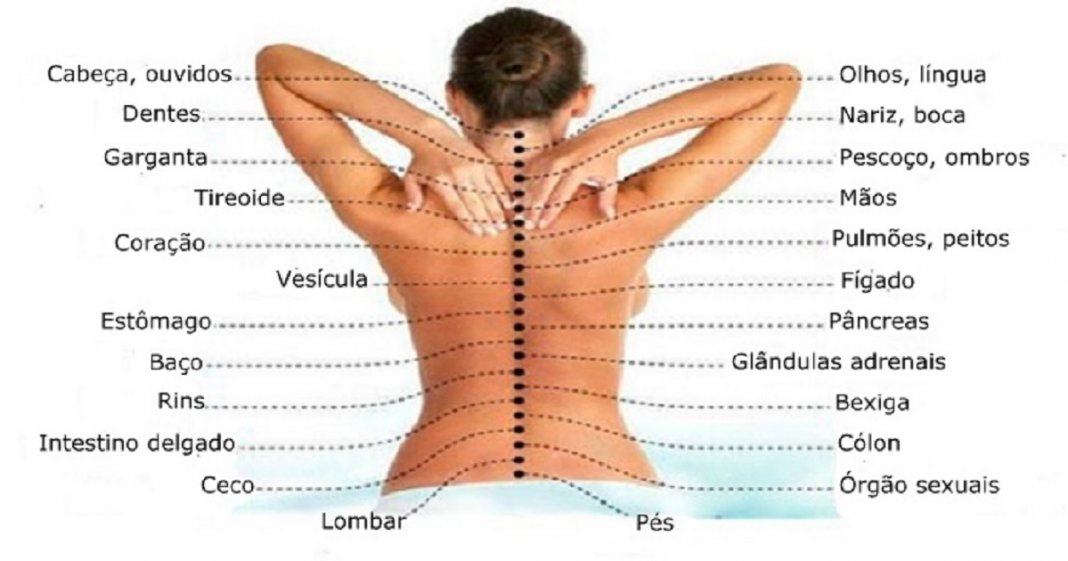 Estudos revelam a relação entre a coluna vertebral e  as doenças dos órgãos