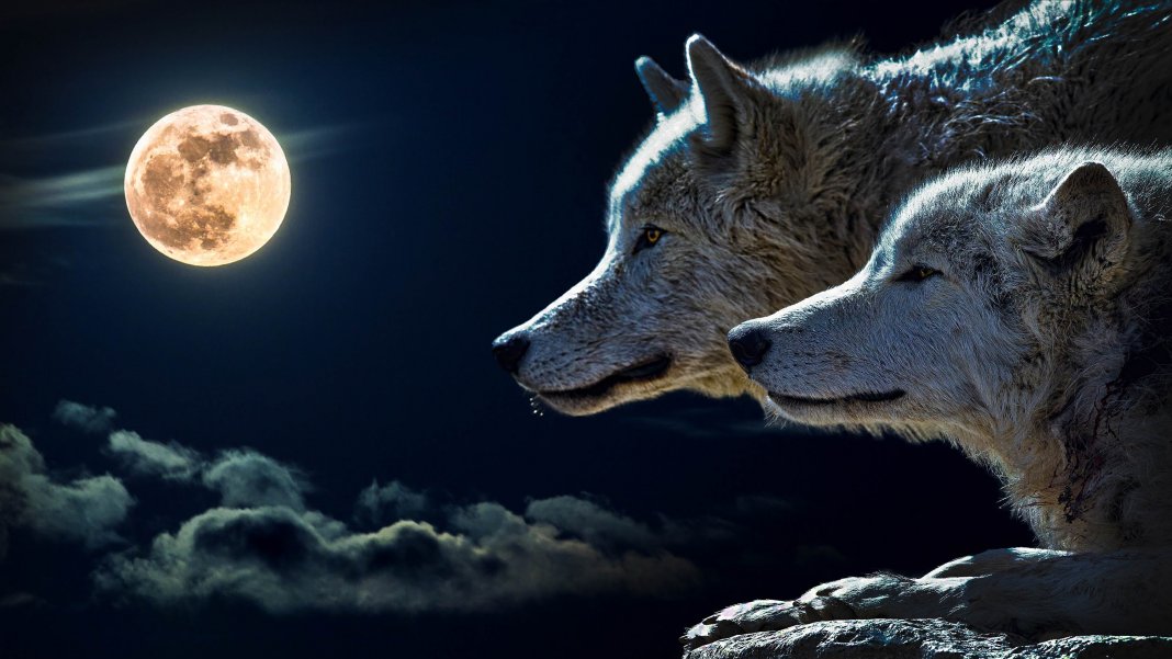 A parábola dos dois lobos – Você se lembrará disso toda a sua vida