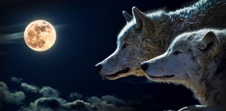 A parábola dos dois lobos – Você se lembrará disso toda a sua vida