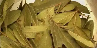 Folhas de louro: contra insônia, açúcar no sangue, hipertensão arterial e gordura