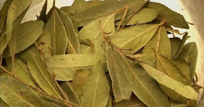 La-hoja-de-laurel