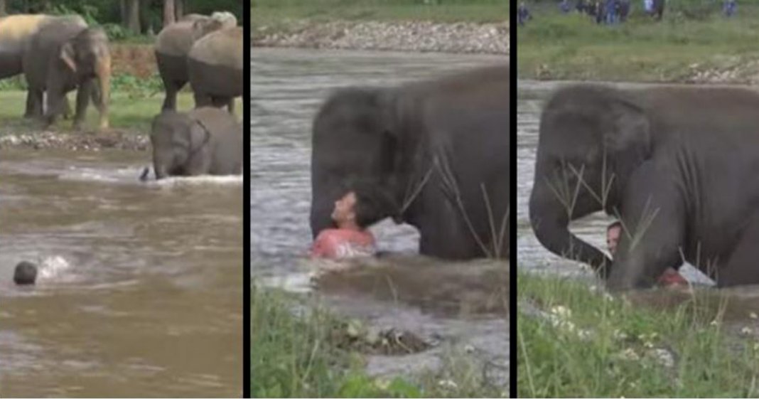 Assista a este bebê elefante resgatar um homem que ela pensou estar em perigo