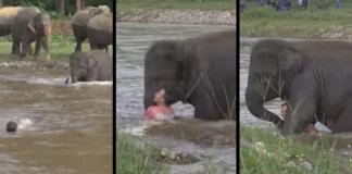 Assista a este bebê elefante resgatar um homem que ela pensou estar em perigo