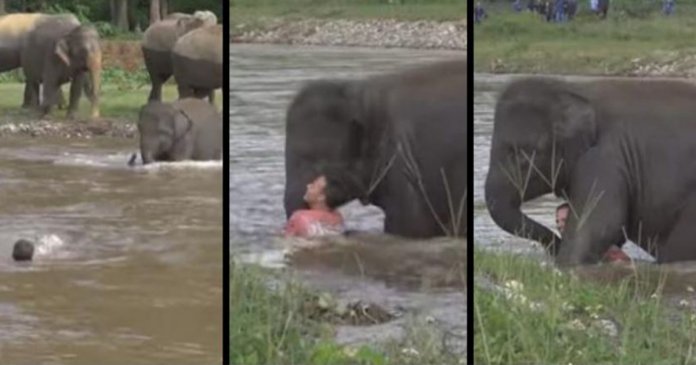 elefante