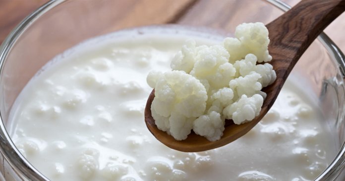 Kefir grains above a jar of milk kefir