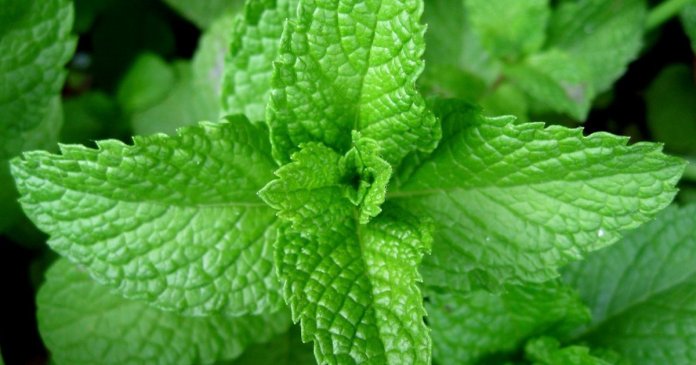 0003762_hortela-menta-piperita