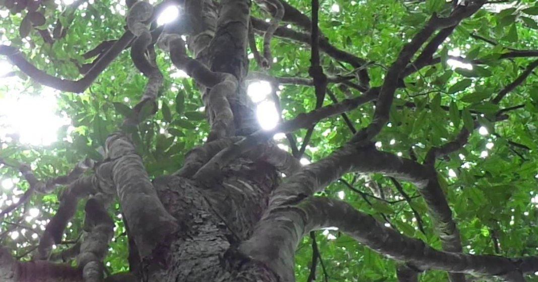Cientistas descobriram que as árvores também têm “coração”