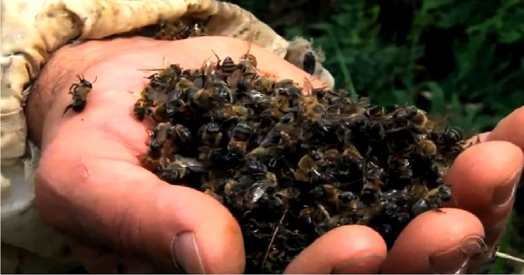 Agrotóxicos: 500 milhões de abelhas mortas em 3 meses