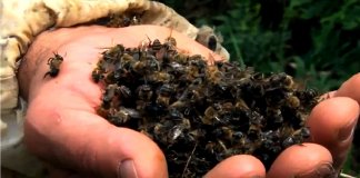 Agrotóxicos: 500 milhões de abelhas mortas em 3 meses