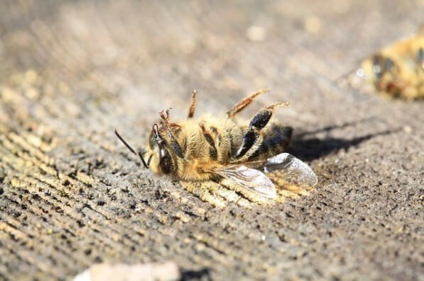 portalraizes.com - Agrotóxicos: 500 milhões de abelhas mortas em 3 meses