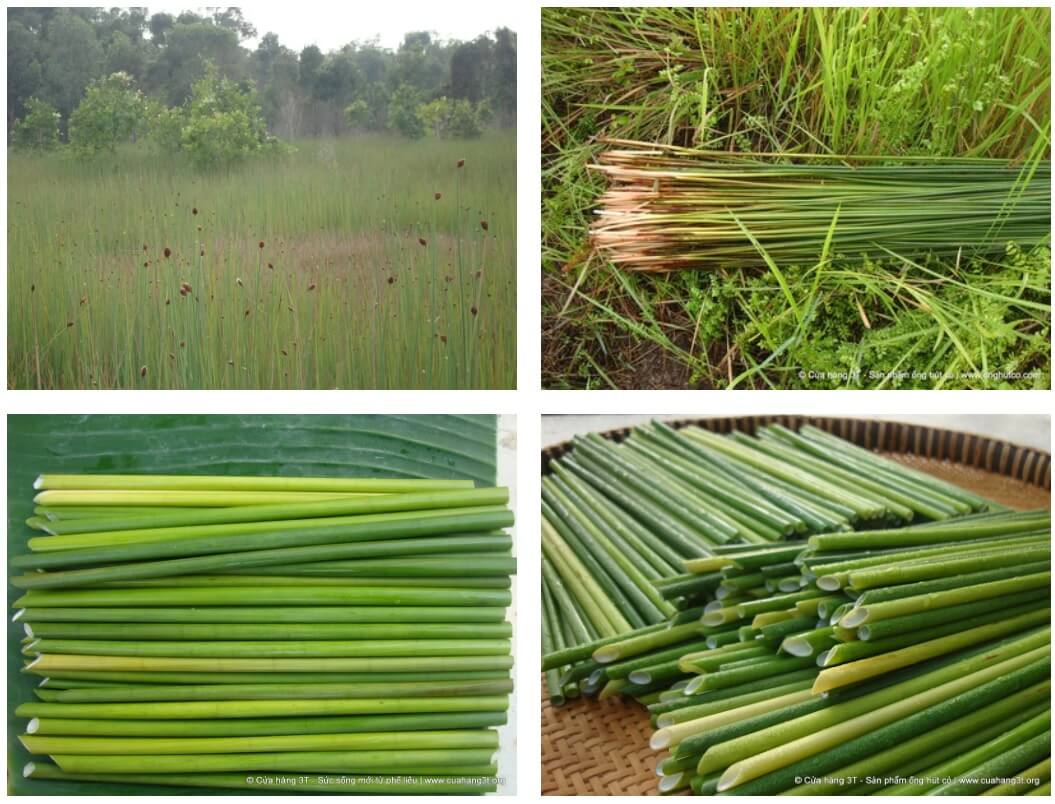 portalraizes.com - Empresa usa capim para fabricar canudos biodegradáveis no Vietnã