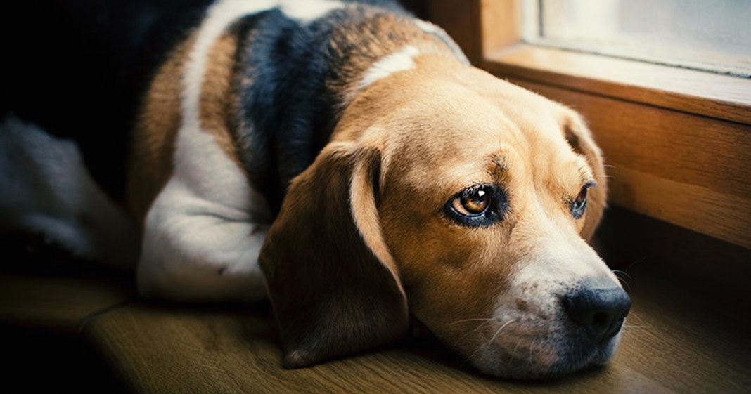 A missão espiritual que seu cão tem em sua vida