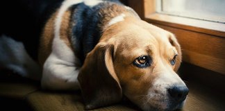 A missão espiritual que seu cão tem em sua vida