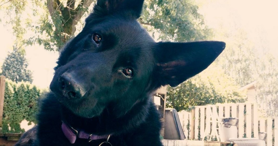 Resista esses olhinhos e jamais, nem na páscoa, dê chocolate para o seu cachorro,